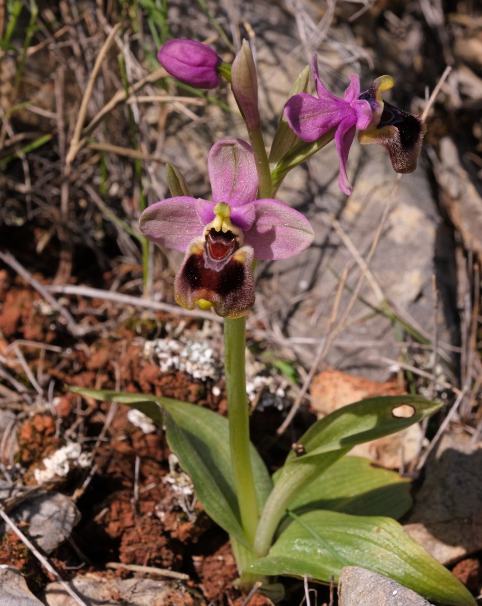 Ultime orchidee per quest''anno - Dalla Grecia con passione